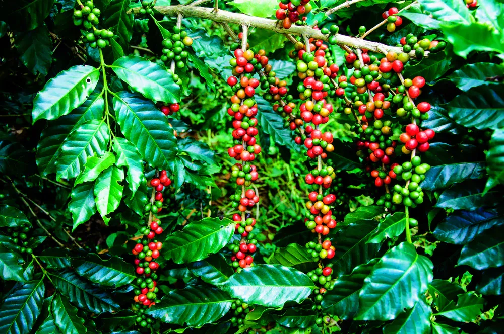 Coffee Farming in Nepal: Everything You Need to Know